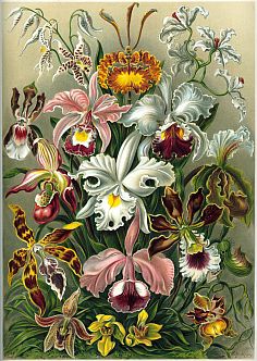 Haeckel, Orchideen Haeckel, Orchideen